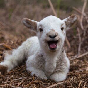 Meet your Posher, Hillary